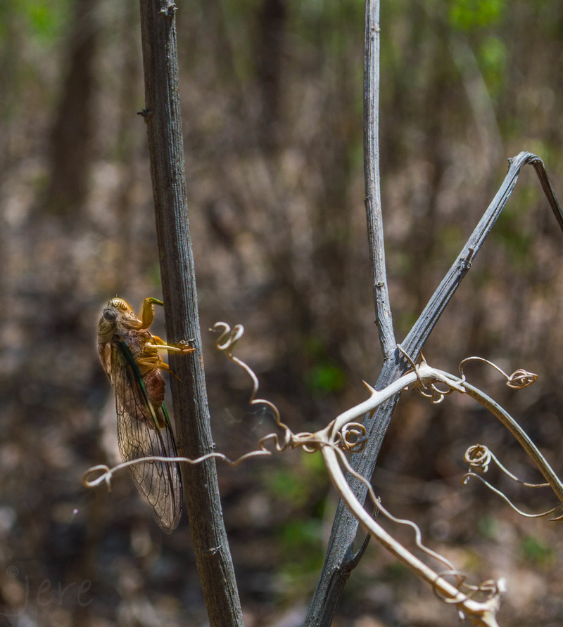 Cicada.jpg